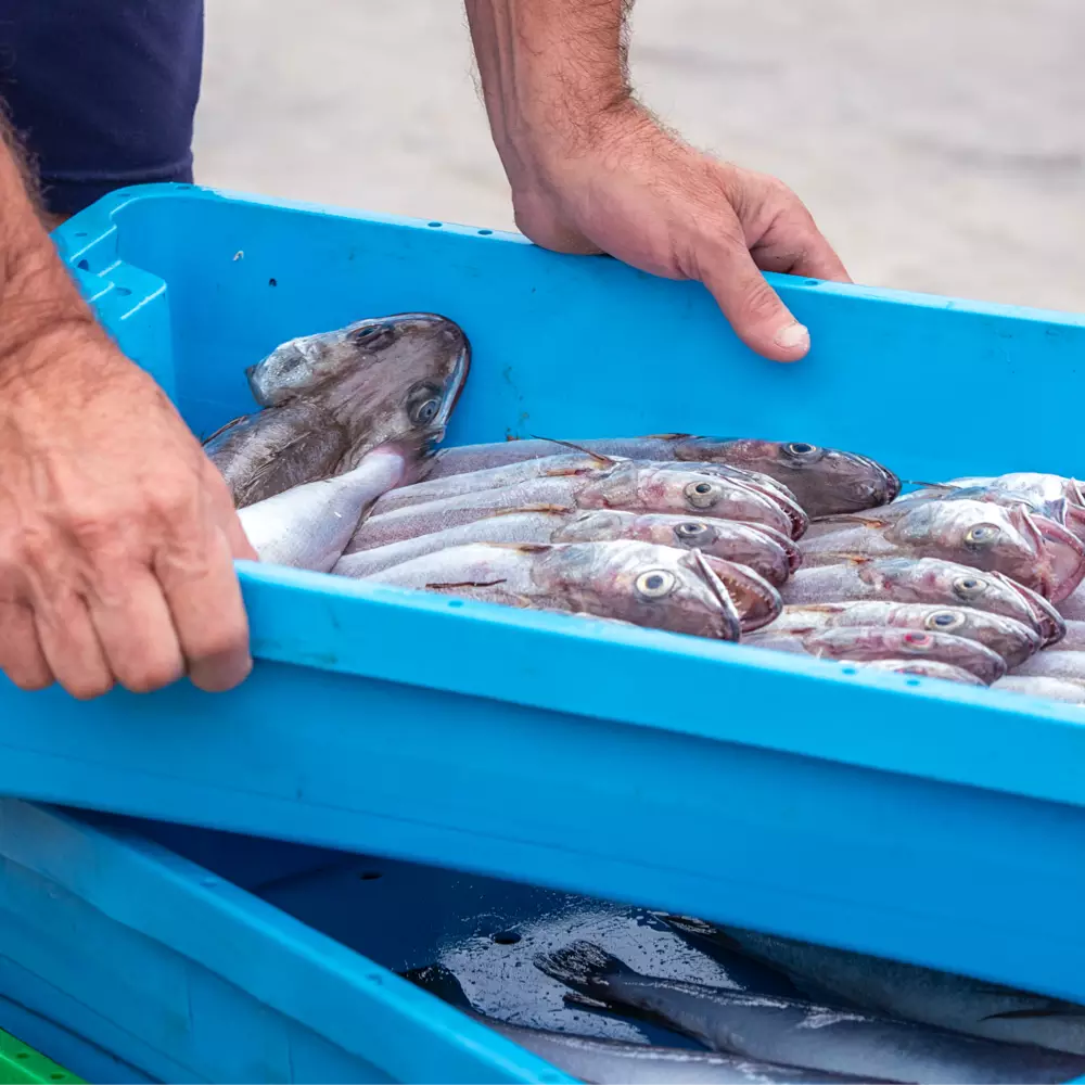 Traçabilité totale des produits Promer Océan